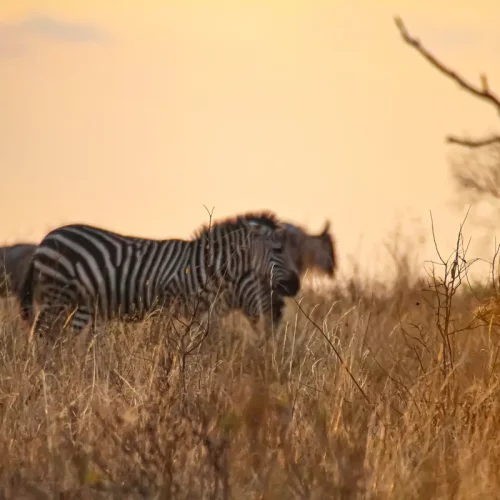 5 Days Short Serengeti Safari